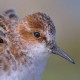 Кулик-воробей — Calidris minuta