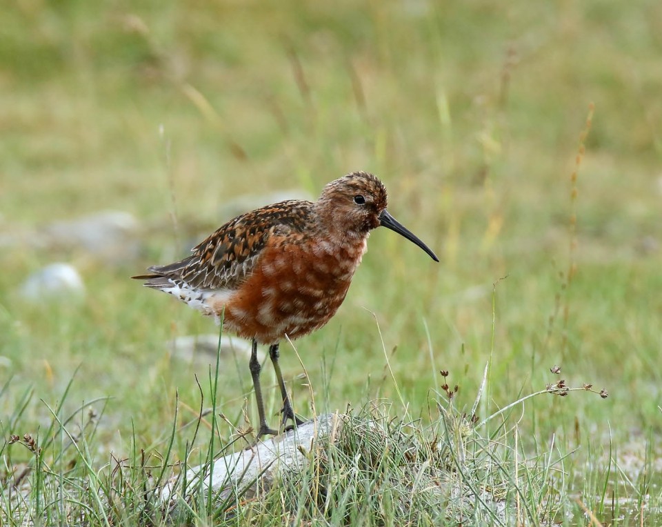 Краснозобик — Calidris ferruginea