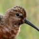 Краснозобик — Calidris ferruginea