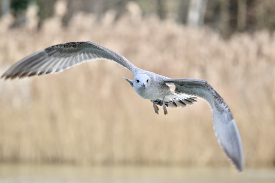 Хохотунья — Larus cachinnans