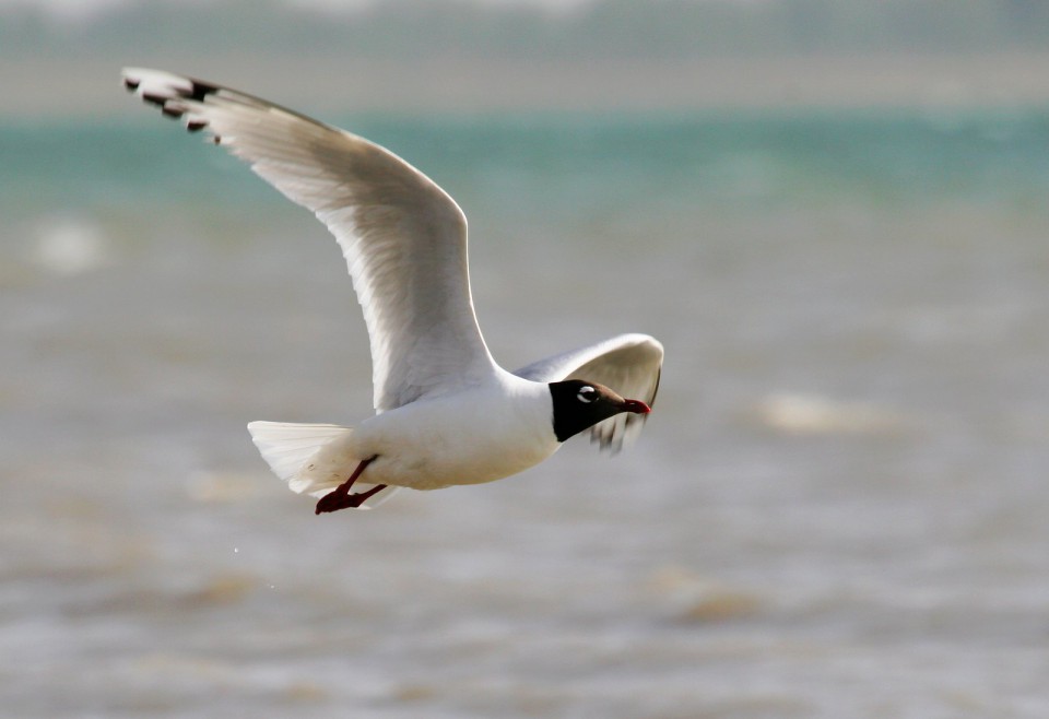 Реликтовая чайка — Larus relictus