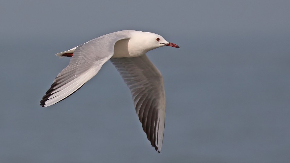 Морской голубок — Larus genei