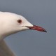 Морской голубок — Larus genei