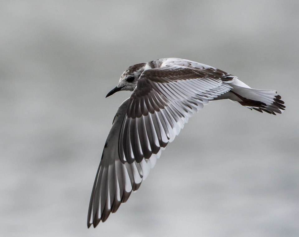 Малая чайка — Larus minutus