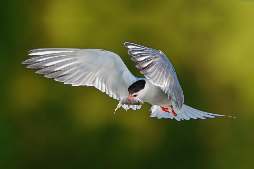 Речная крачка — Sterna hirundo