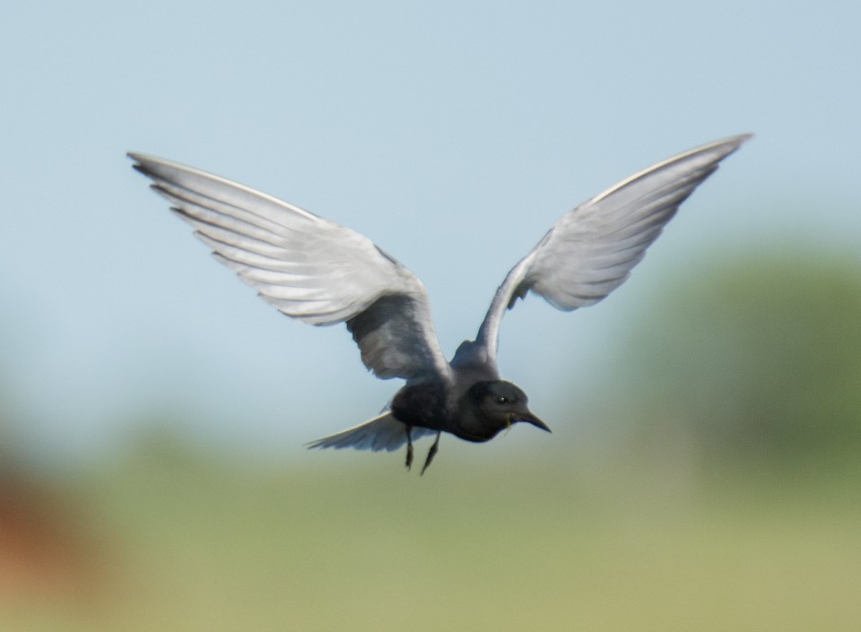 Чёрная крачка — Chlidonias niger