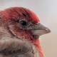 Домовый вьюрок (Haemorhous mexicanus)