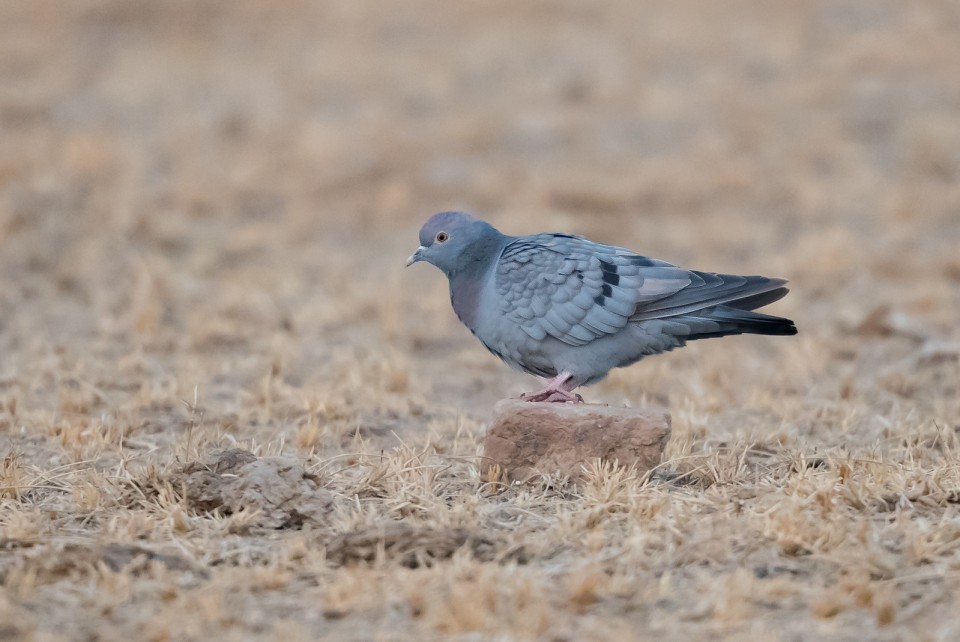 Бурый голубь — Columba eversmanni