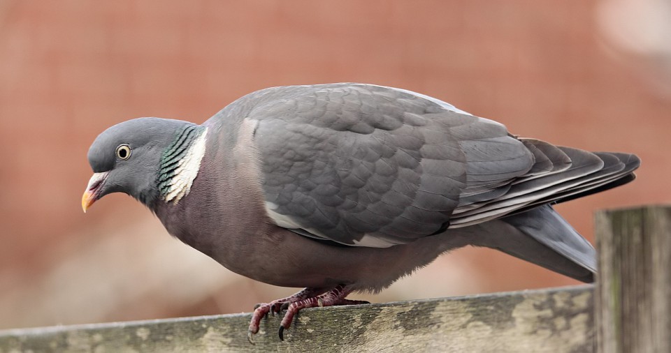 Вяхирь — Columba palumbus