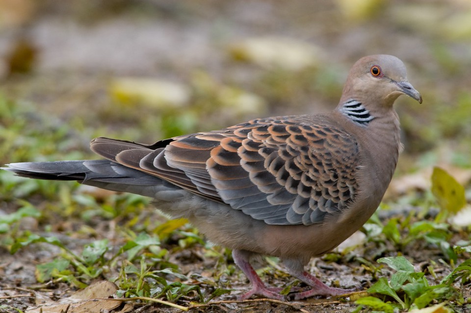 Большая горлица — Streptopelia orientalis