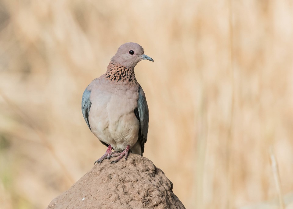 Малая горлица — Streptopelia senegalensis