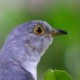 Глухая кукушка — Cuculus (saturatus) optatus