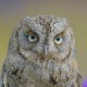 Сплюшка — Otus scops