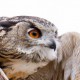 Филин — Bubo bubo