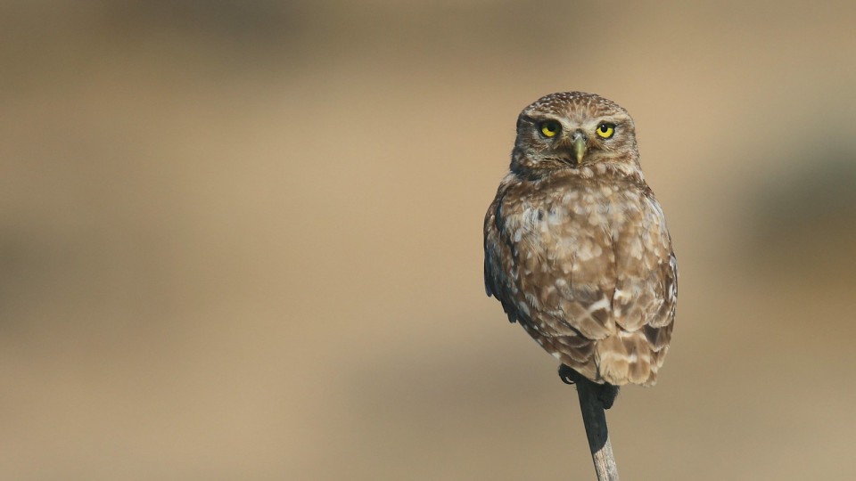 Домовый сыч — Athene noctua