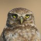 Домовый сыч — Athene noctua