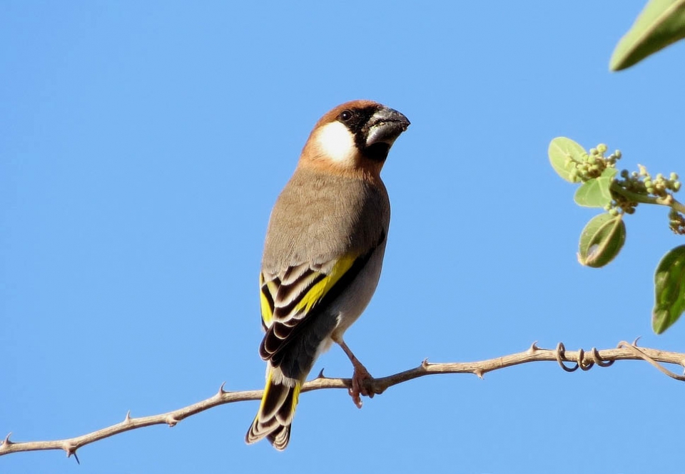 Сокотранский золотокрылый вьюрок (Rhynchostruthus socotranus)