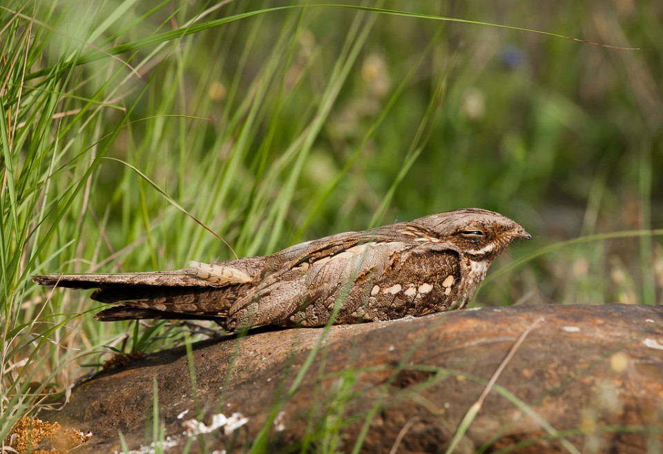 Козодой — Caprimulgus europaeus