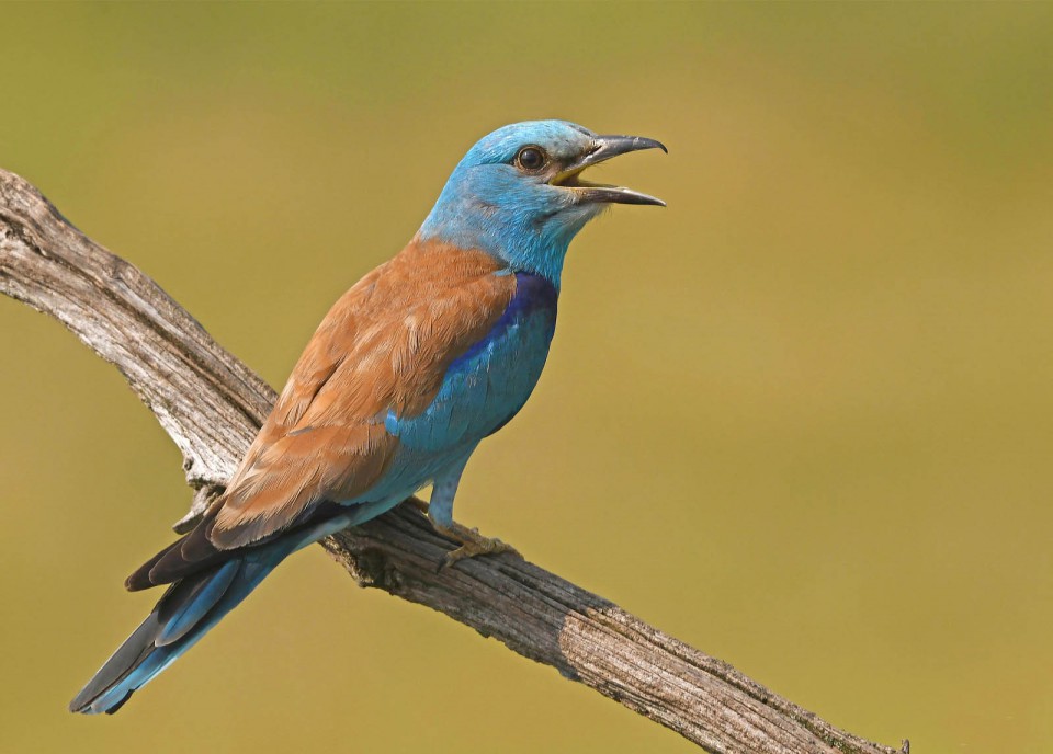 Сизоворонка — Coracias garrulus