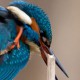 Зимородок — Alcedo atthis