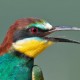 Золотистая щурка — Merops apiaster