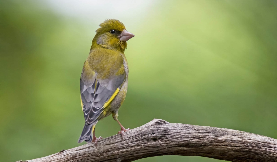 Обыкновенная зеленушка (Chloris chloris)