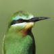 Зелёная щурка — Merops persicus