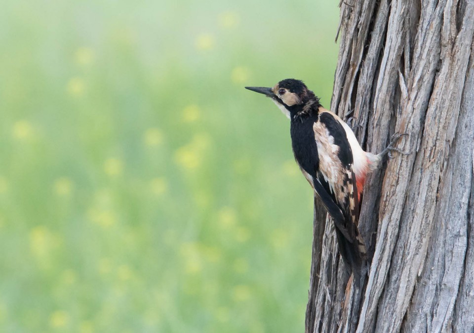 Белокрылый дятел — Dendrocopos leucopterus