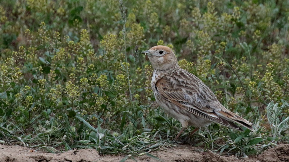Белокрылый жаворонок — Melanocorypha leucoptera