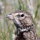 Чёрный жаворонок — Melanocorypha yeltoniensis