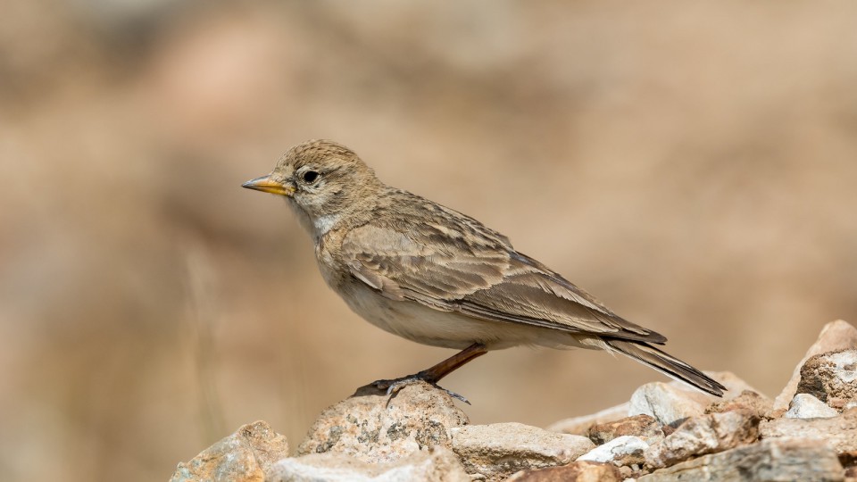 Тонкоклювый жаворонок — Calandrella acutirostris