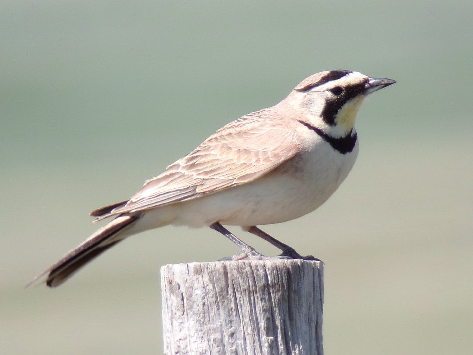 Рогатый жаворонок — Eremophila alpestris