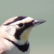 Рогатый жаворонок — Eremophila alpestris