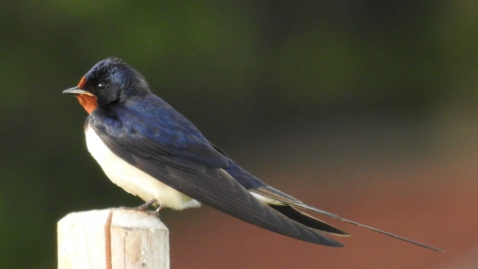 Деревенская ласточка — Hirundo rustica