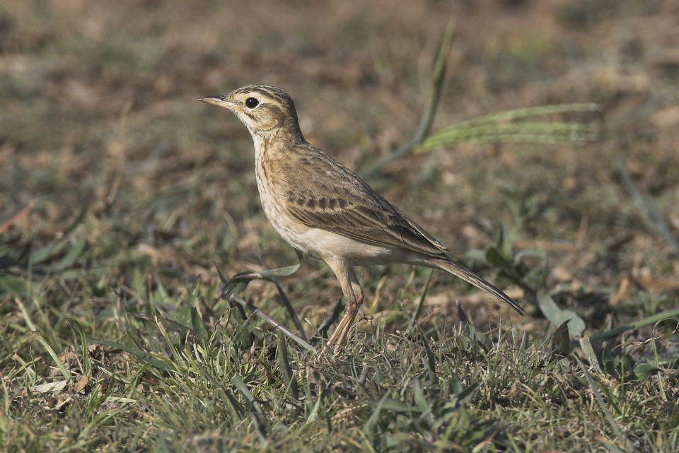 Степной конёк — Anthus richardi