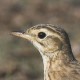 Степной конёк — Anthus richardi