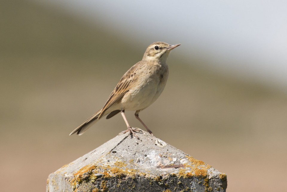 Полевой конёк — Anthus campestris