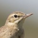 Полевой конёк — Anthus campestris