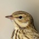 Лесной конёк — Anthus trivialis