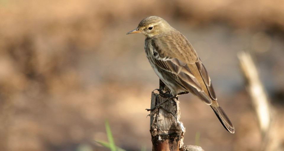 Горный конёк — Anthus spinoletta