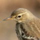 Горный конёк — Anthus spinoletta
