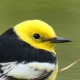 Черноспинная трясогузка — Motacilla (citreola) calcarata