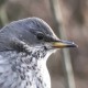 Чернозобый дрозд — Turdus atrogularis