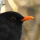 Чёрный дрозд — Turdus merula