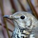 Деряба — Turdus viscivorus