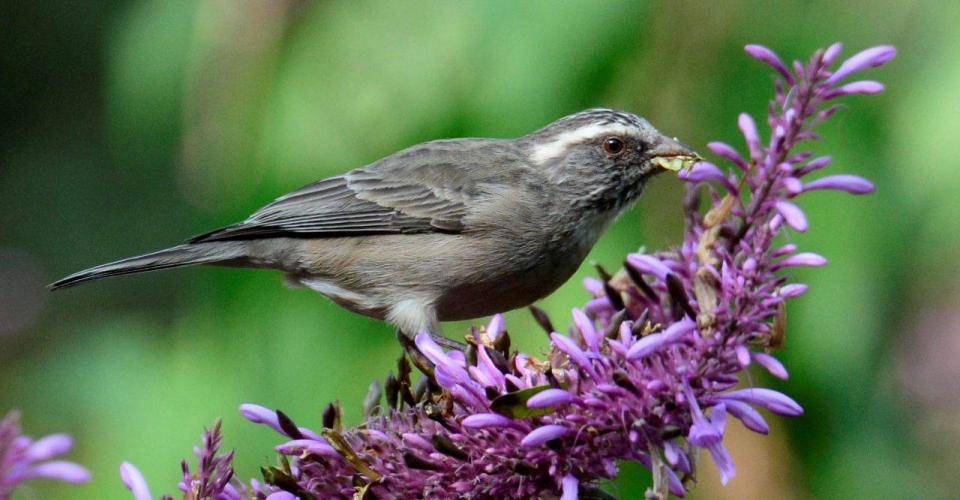 Пёстроголовый канареечный вьюрок (Crithagra gularis)