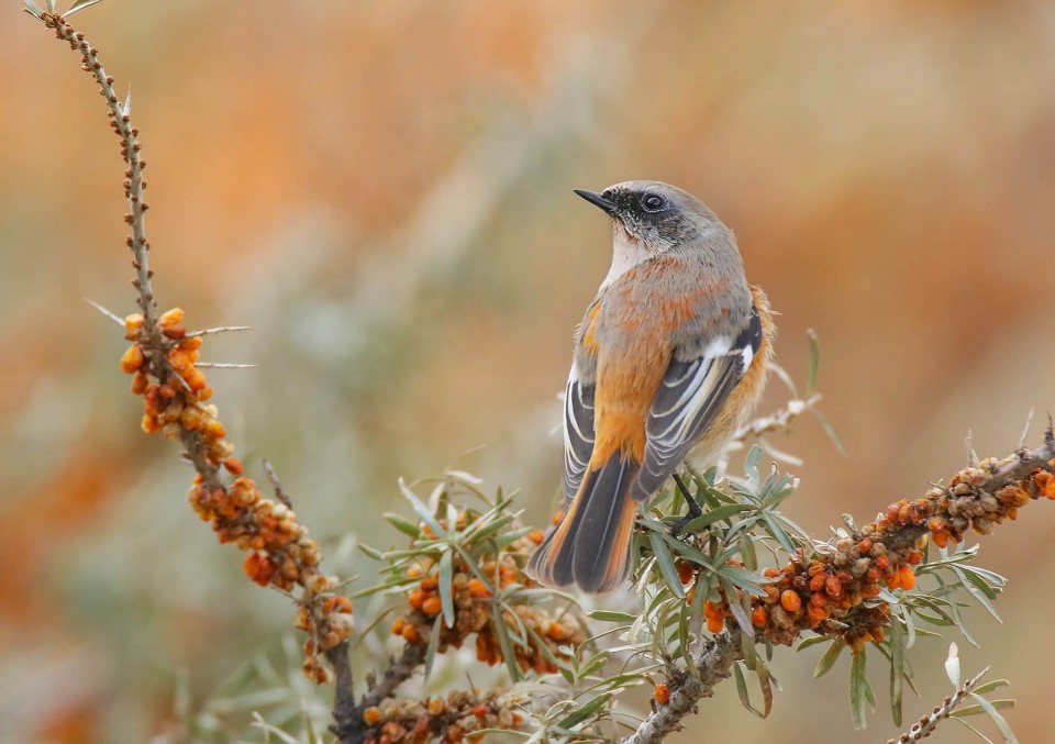 Красноспинная горихвостка — Phoenicurus erythronotus