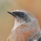 Красноспинная горихвостка — Phoenicurus erythronotus