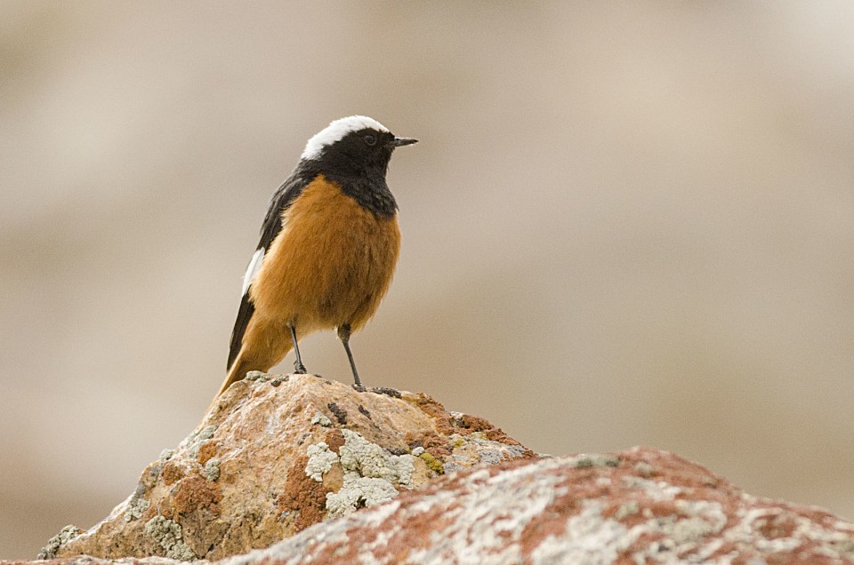 Краснобрюхая горихвостка — Phoenicurus erythrogaster