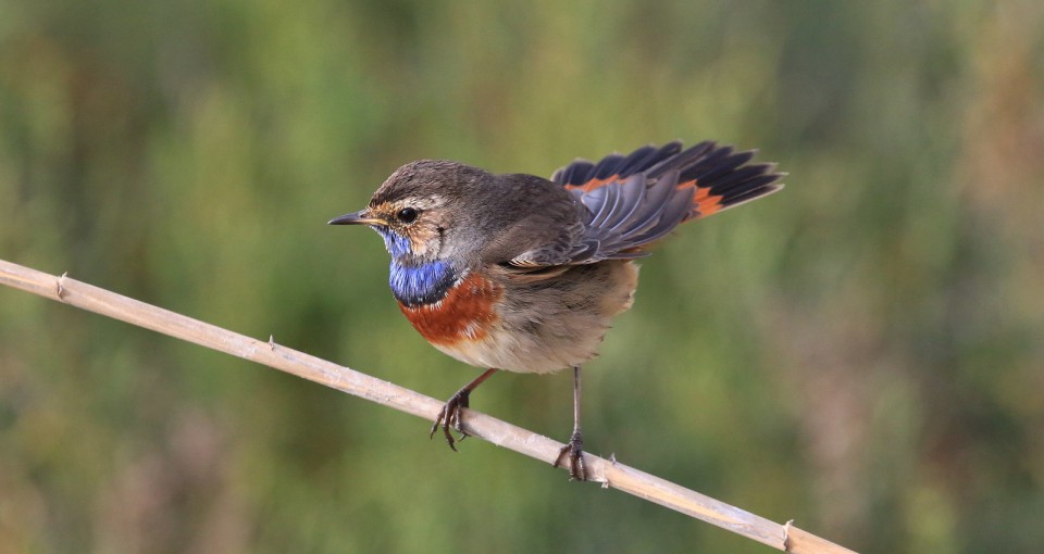 Варакушка — Luscinia svecica